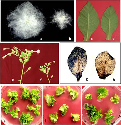 Evolution of Functional Diversity Among Actin-Binding Profilin Genes in Land Plants